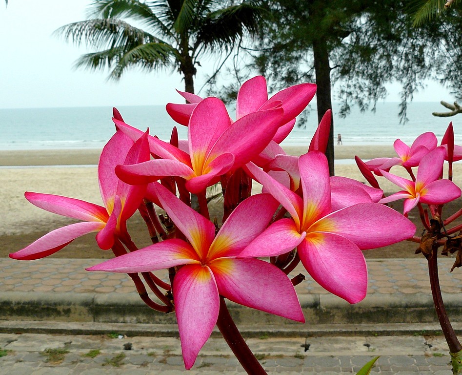 Nice flower on the beach